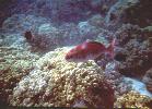 Snorkelling with Dolphin Discoveries - Redlip Parrotfish.